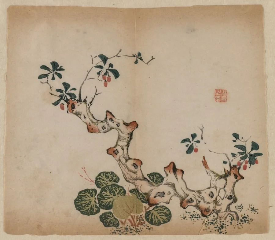 Branching Stump, by Unknown, 1506