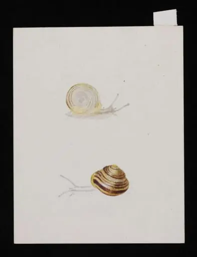 Study of two snails