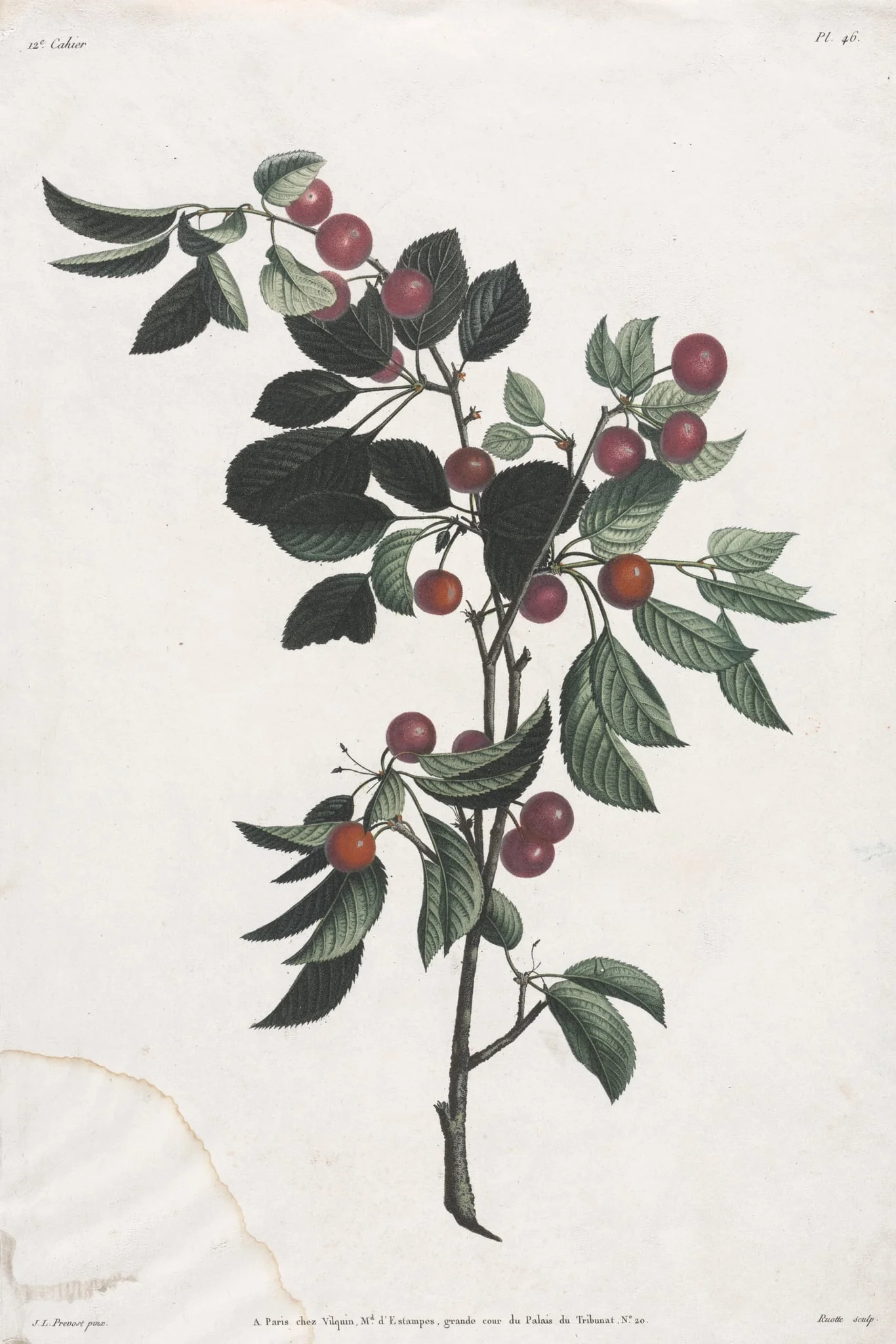 Collection des fleurs et des fruits:  Branches de Cérises précoce