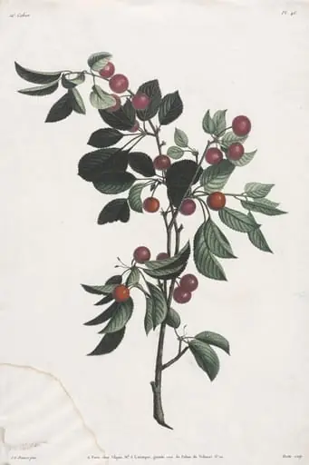 Collection des fleurs et des fruits:  Branches de Cérises précoce