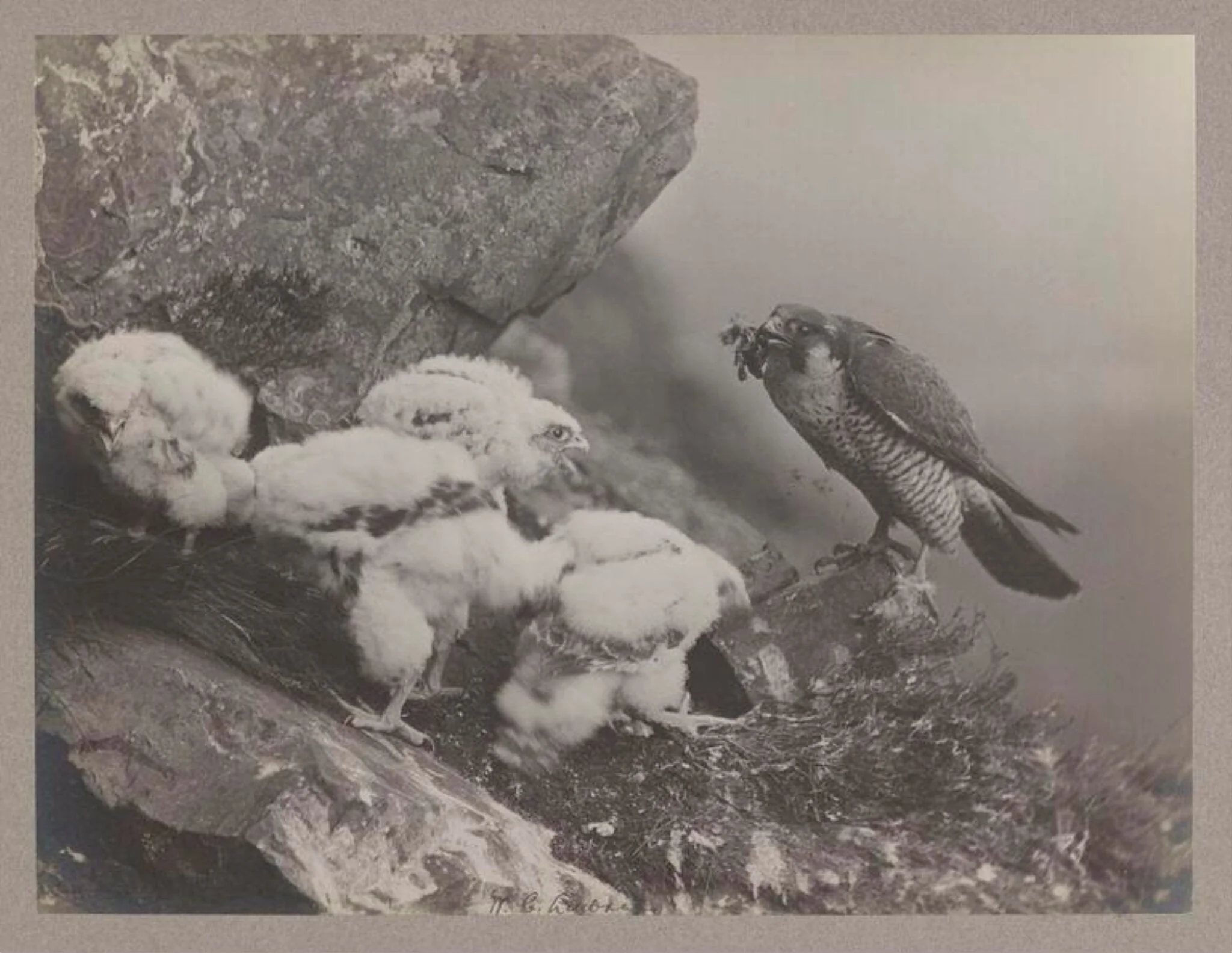 Peregrine Falcon, by Zoological Photographic Club, photographic
