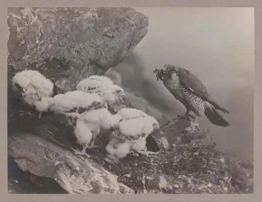 Peregrine Falcon
