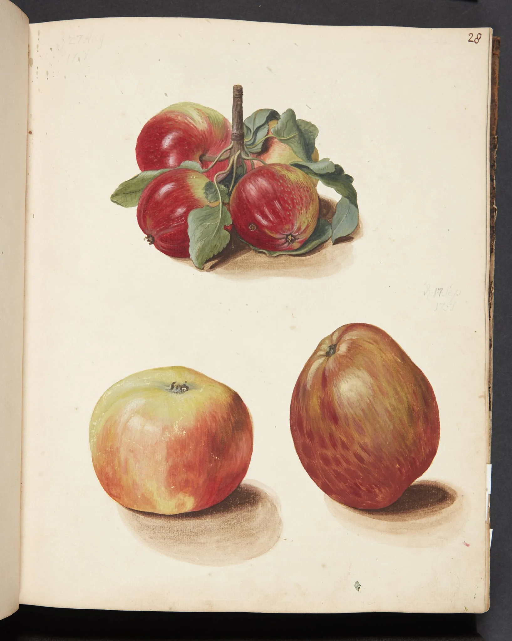 Studie af æbler, by Unknown, unspecified, 1751