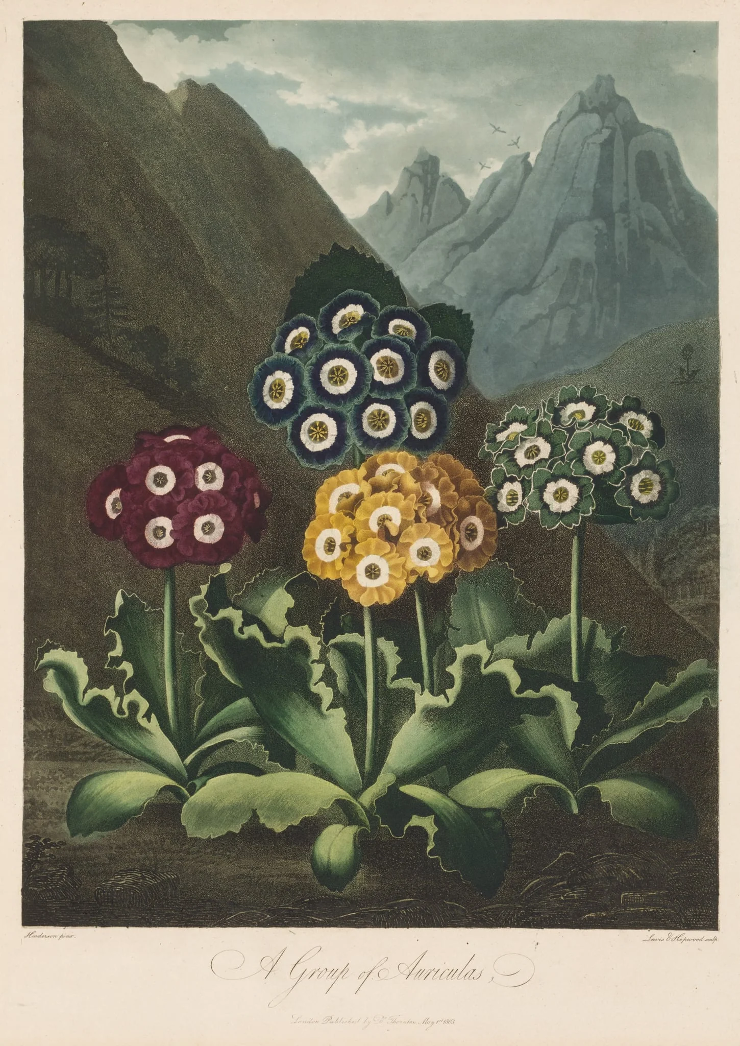 The Temple of Flora, or Garden of Nature:  A Group of Auriculas, by Robert John Thornton, 1803