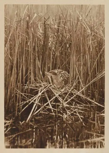Bittern at Nest