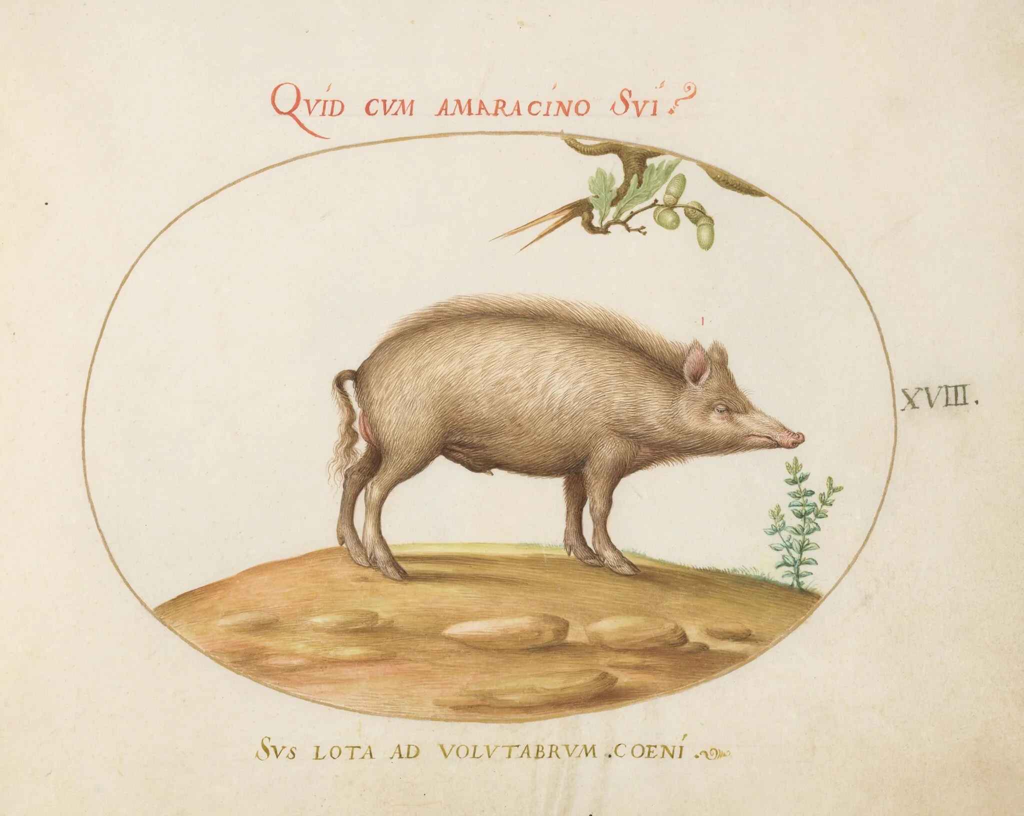 Plate 18: A Pig with Acorns, by Joris Hoefnagel, gouache, 1594