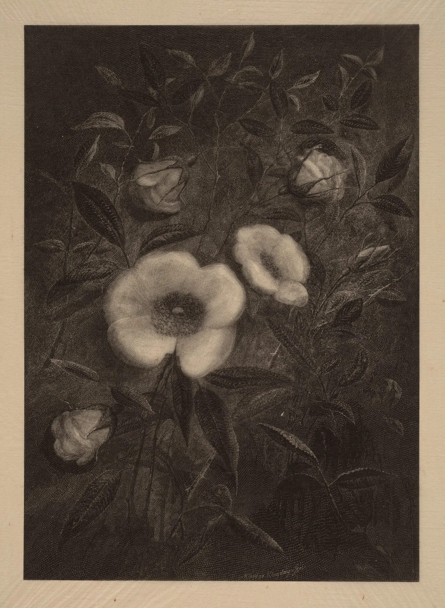 Wild Roses