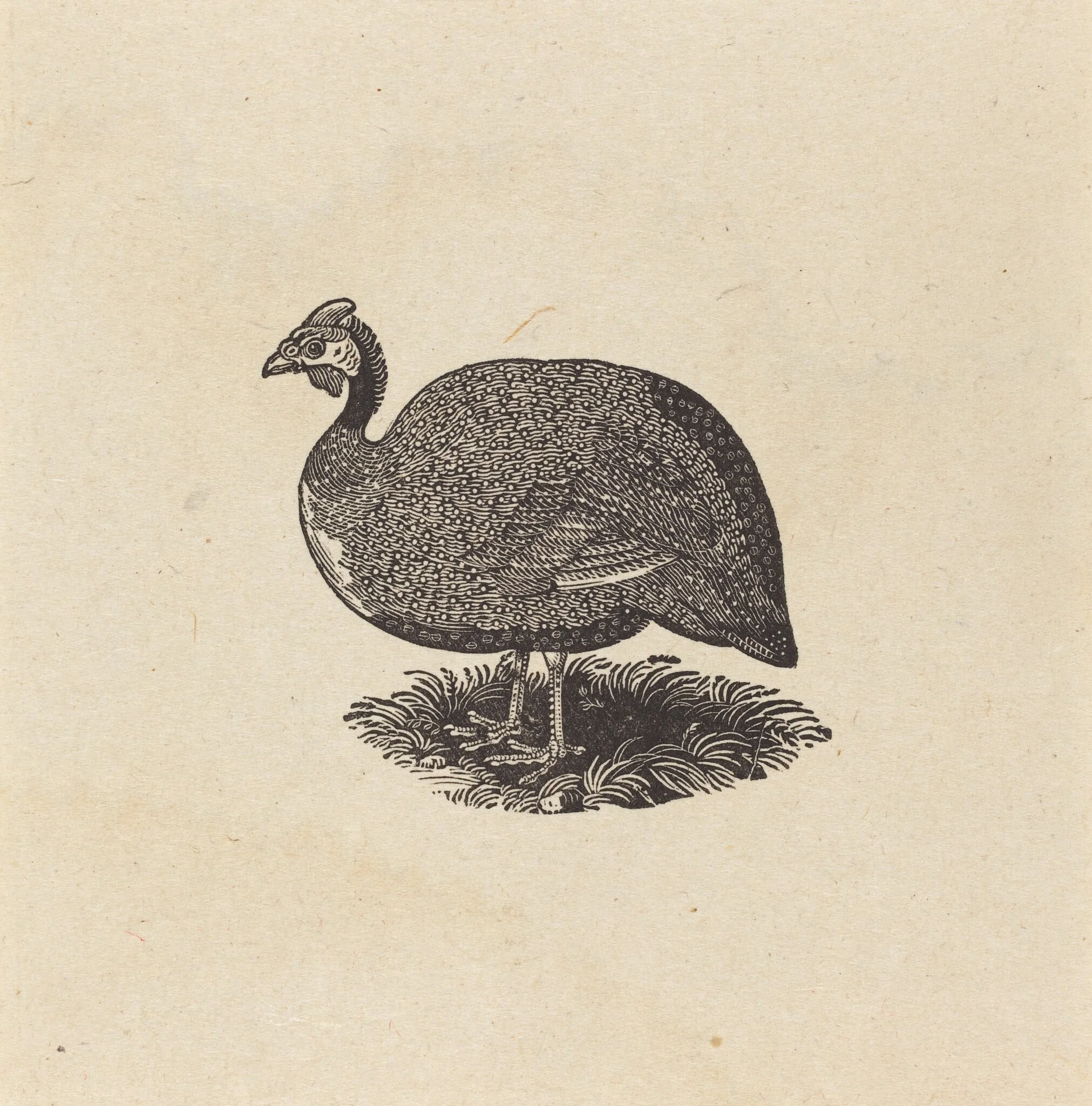 Guinea Hen, by Thomas Bewick, ink, 1800