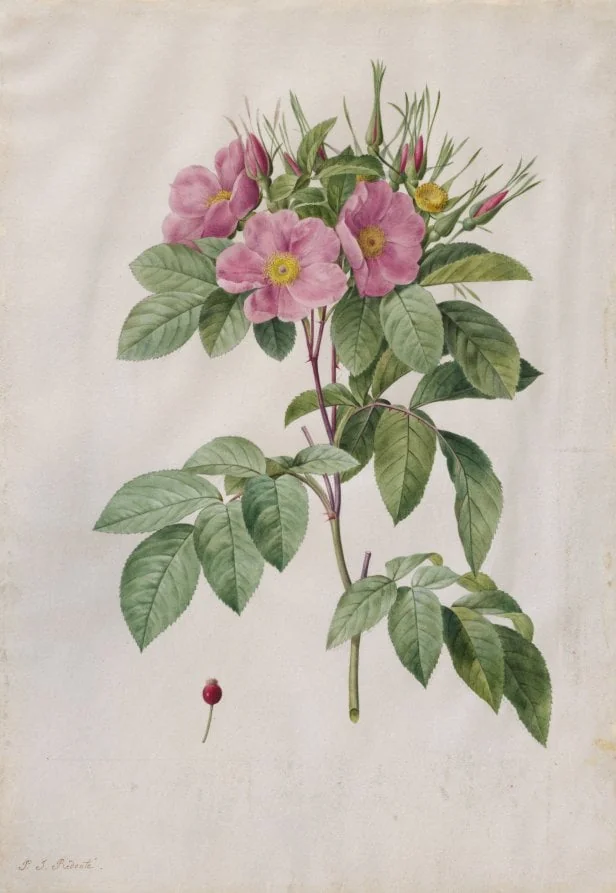 Pasture Rose (Rosa Carolina Corymbosa), by Pierre Joseph Redouté, 1820