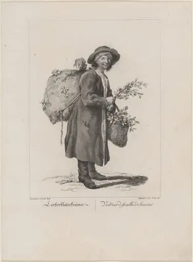 Lorberbläterkrämer (Bay Leaf Seller)