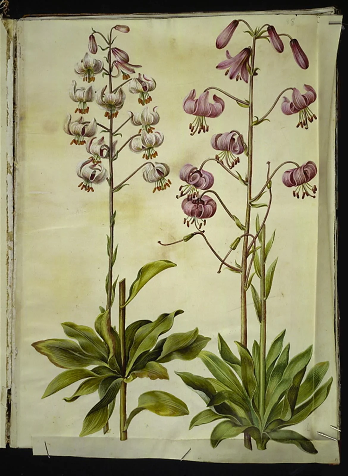 Lilium martagon (krans-lilje)