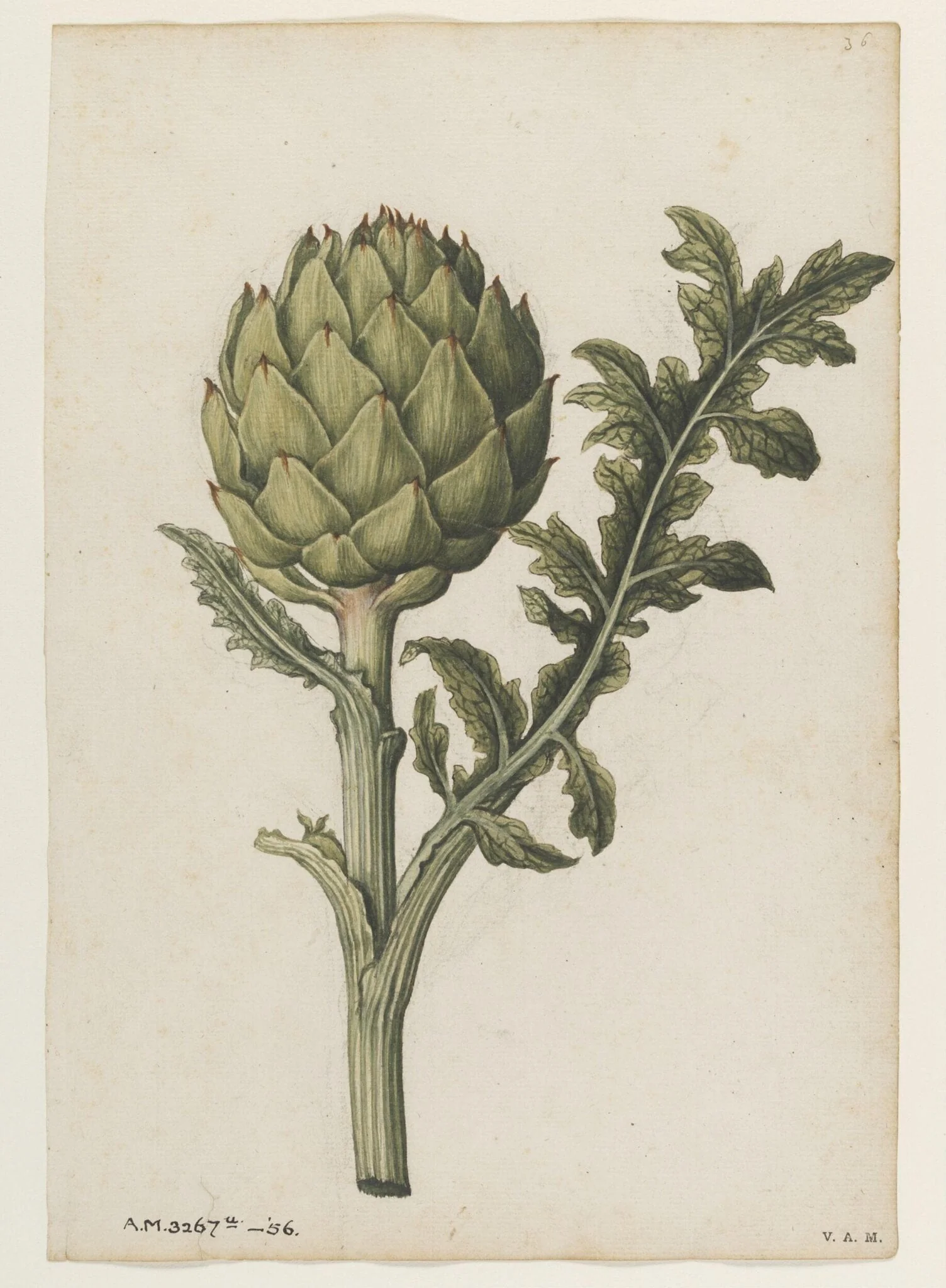 Globe artichoke, by Jacques Le Moyne de Morgues, watercolor, 1575
