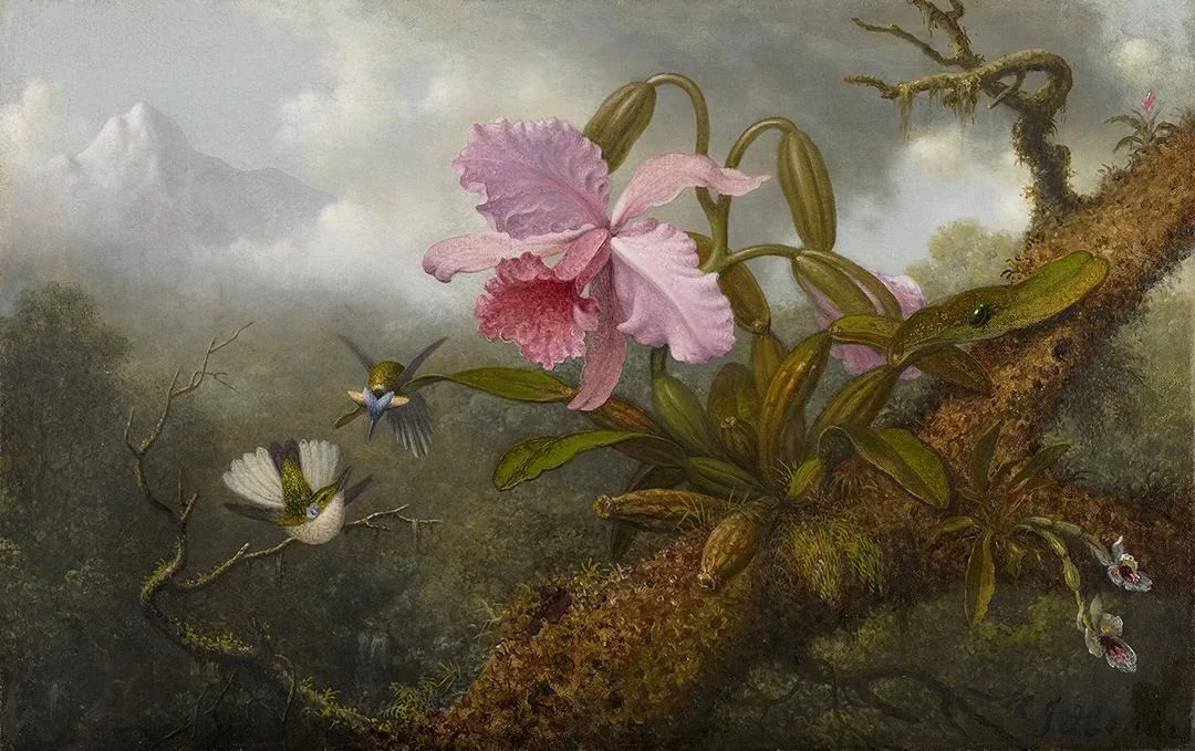 Cattleya Orchid, Two Hummingbirds and a Beetle, by Martin Johnson Heade, oil, 1892