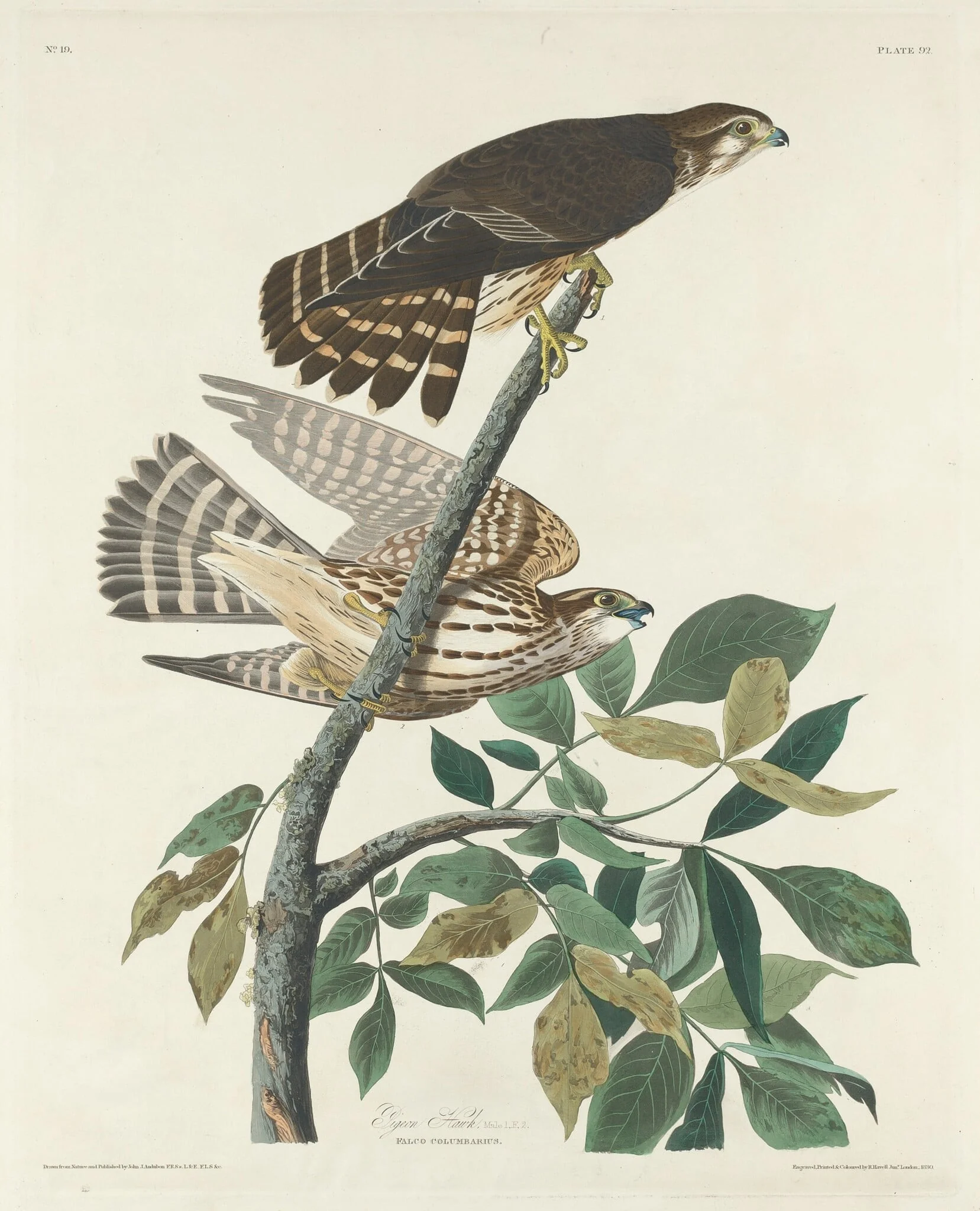 Pigeon Hawk, by Robert Havell Jr., ink, 1830