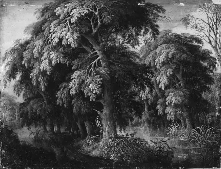 Wooded Landscape