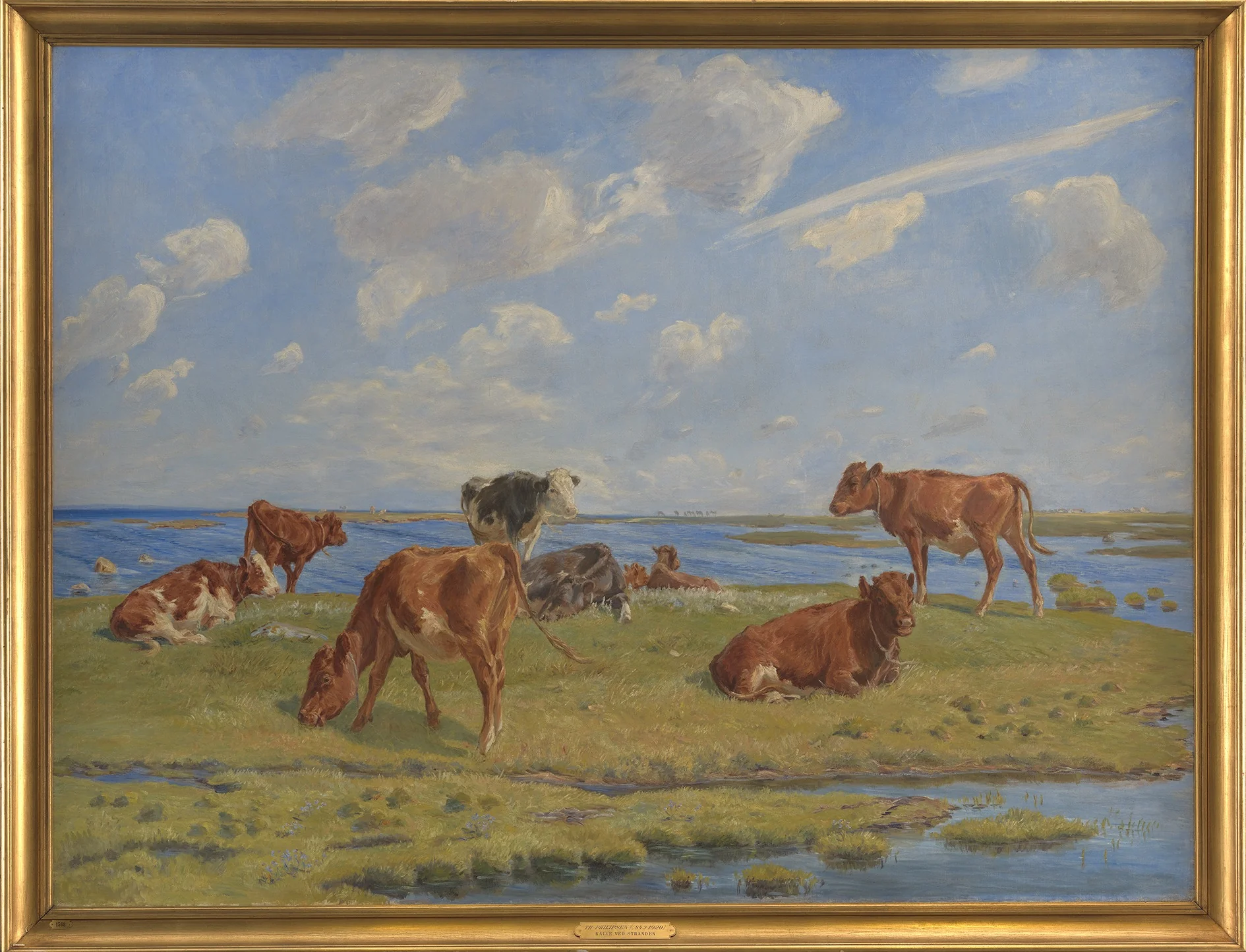 Kalve ved stranden