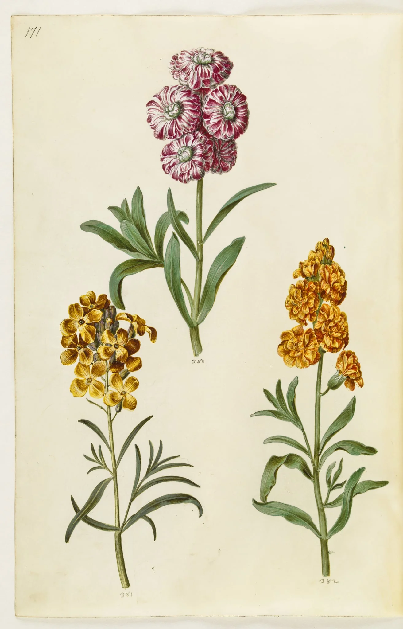 Matthiola incana (vinter-levkøj); Erysimum cheiri (gyldenlak), by Unknown, unspecified, 1650