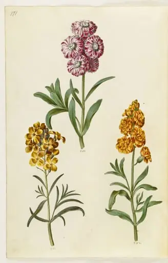 Matthiola incana (vinter-levkøj); Erysimum cheiri (gyldenlak)