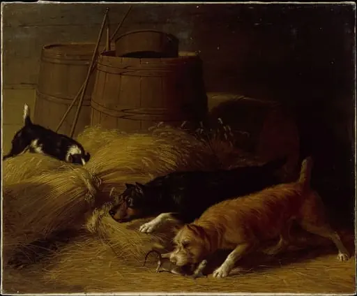 Rats amongst the Barley Sheaves