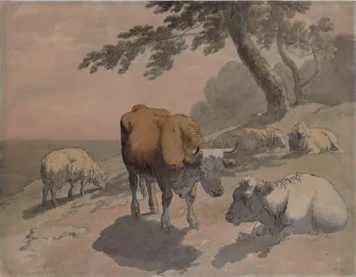 Cows and sheep
