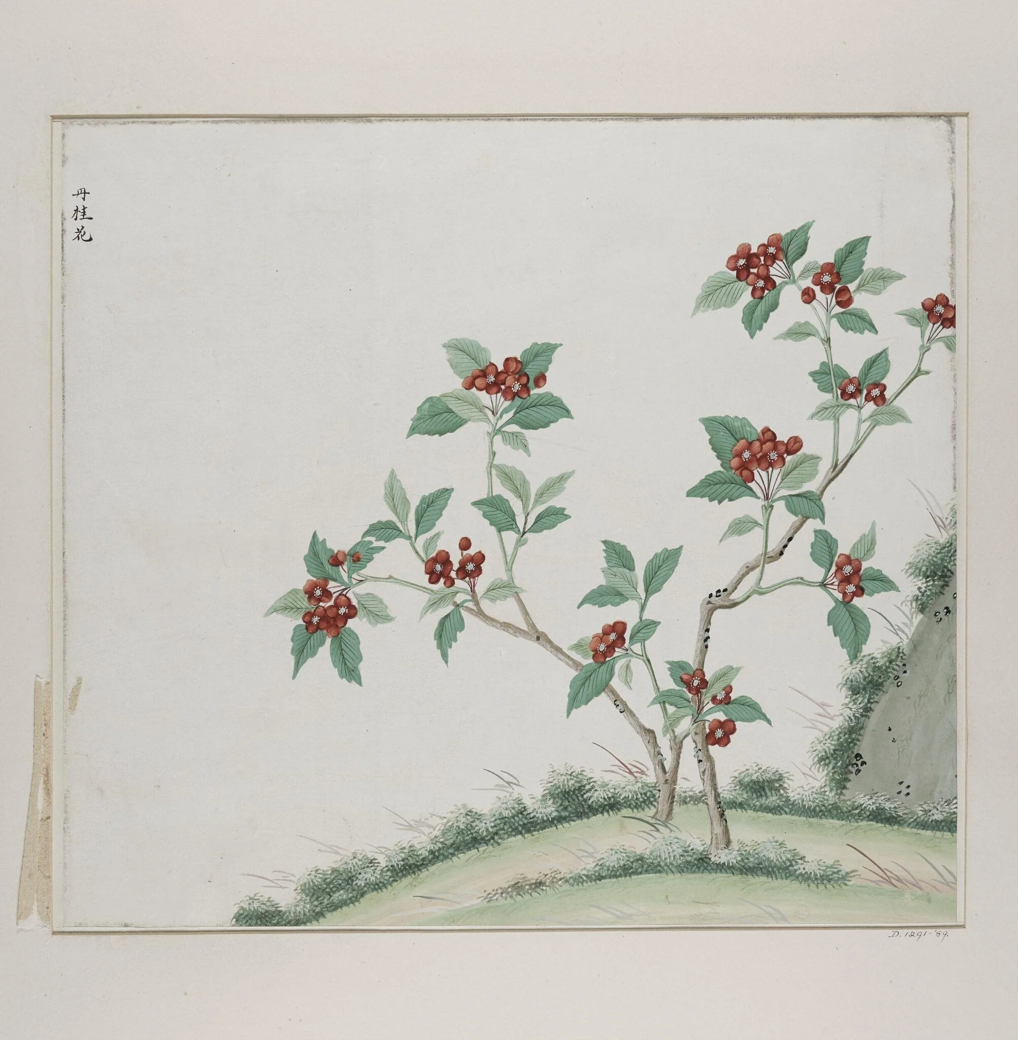 Dan gui hua, by Unknown, paint, 1780