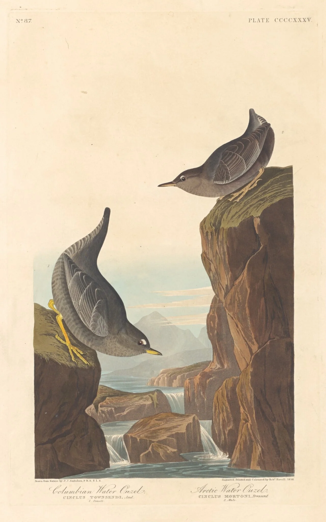 Columbian Water Ouzel and Arctic Water Ouzel, by Robert Havell Jr., ink, 1838