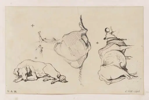Animals