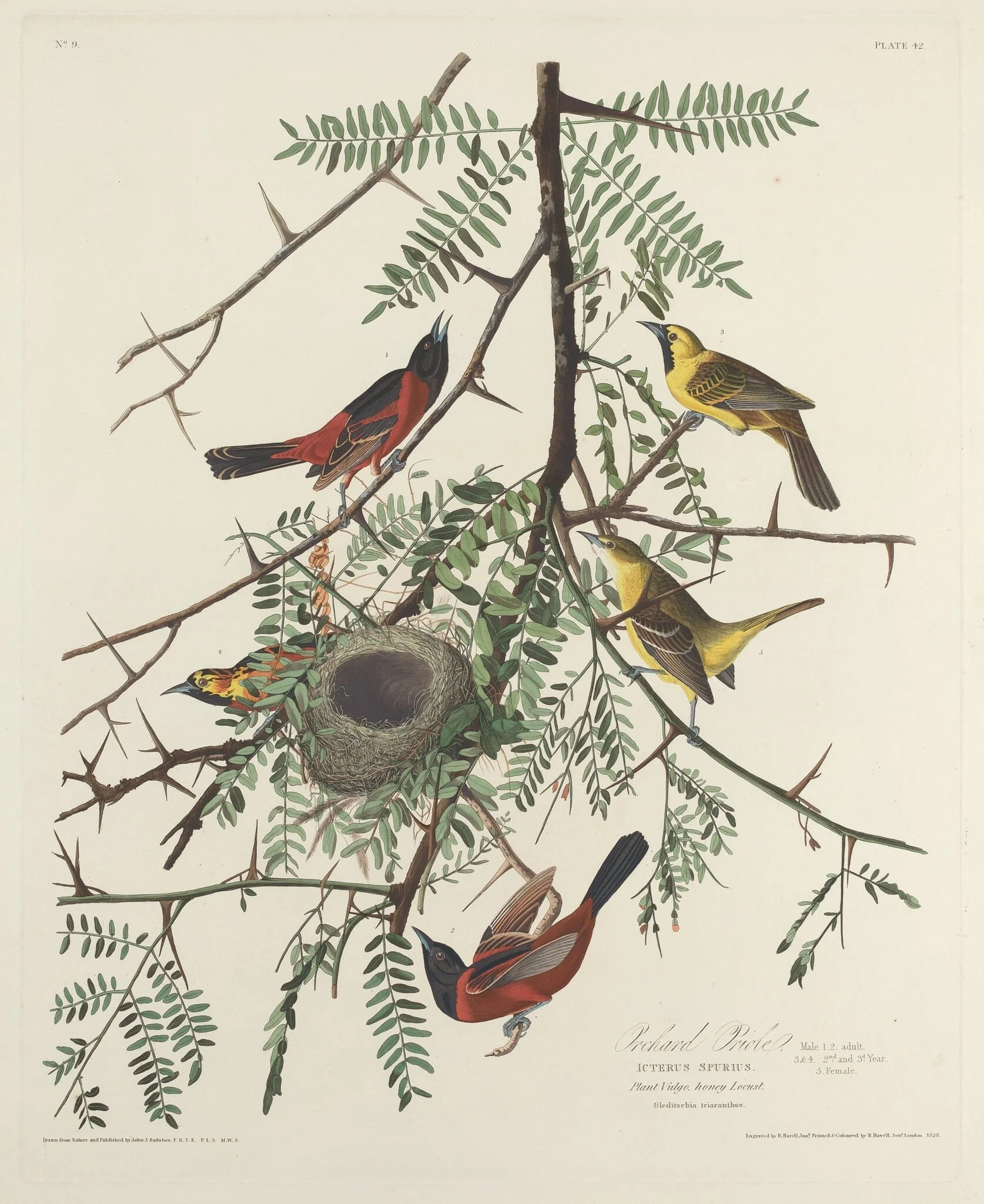 Orchard Oriole, by Robert Havell Jr., ink, 1828