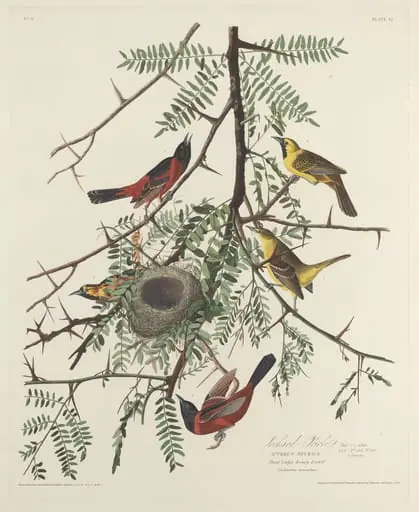 Orchard Oriole