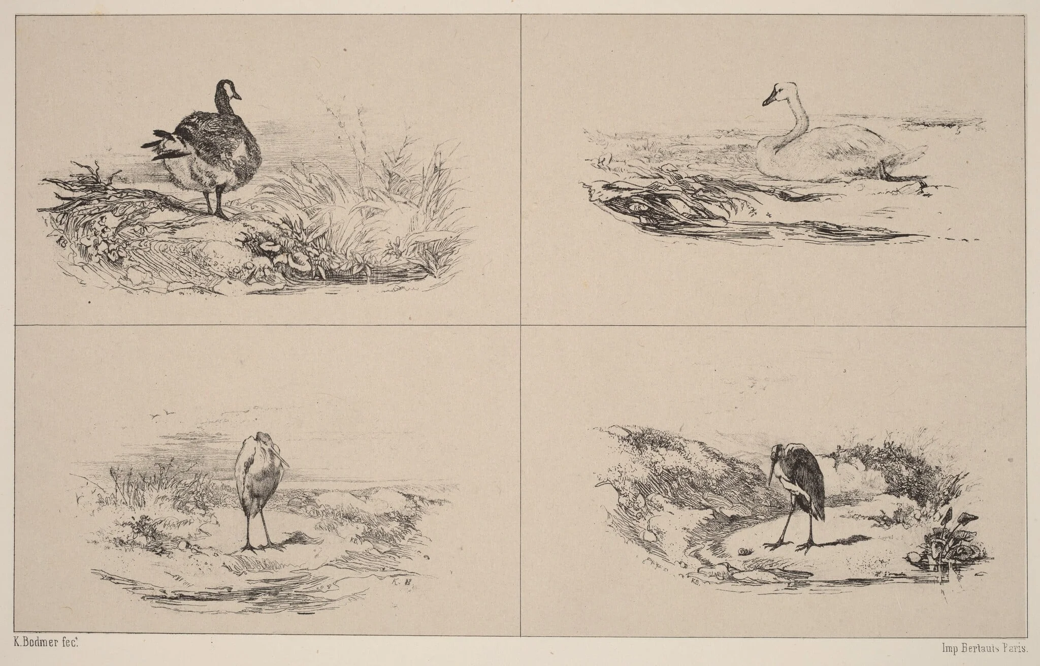 Oies, Cygnes, herons, by Karl Bodmer, ink, 1851