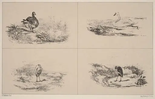 Oies, Cygnes, herons