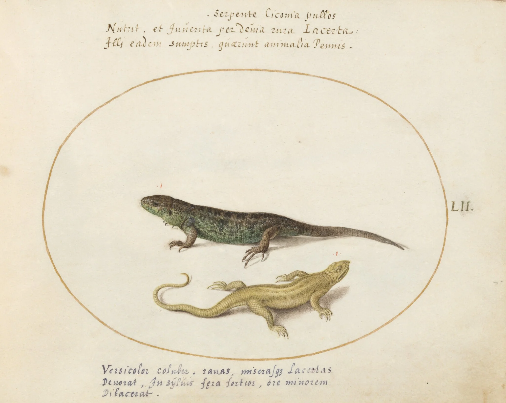 Plate 52: Two Sand Lizards, by Joris Hoefnagel, gouache, 1594