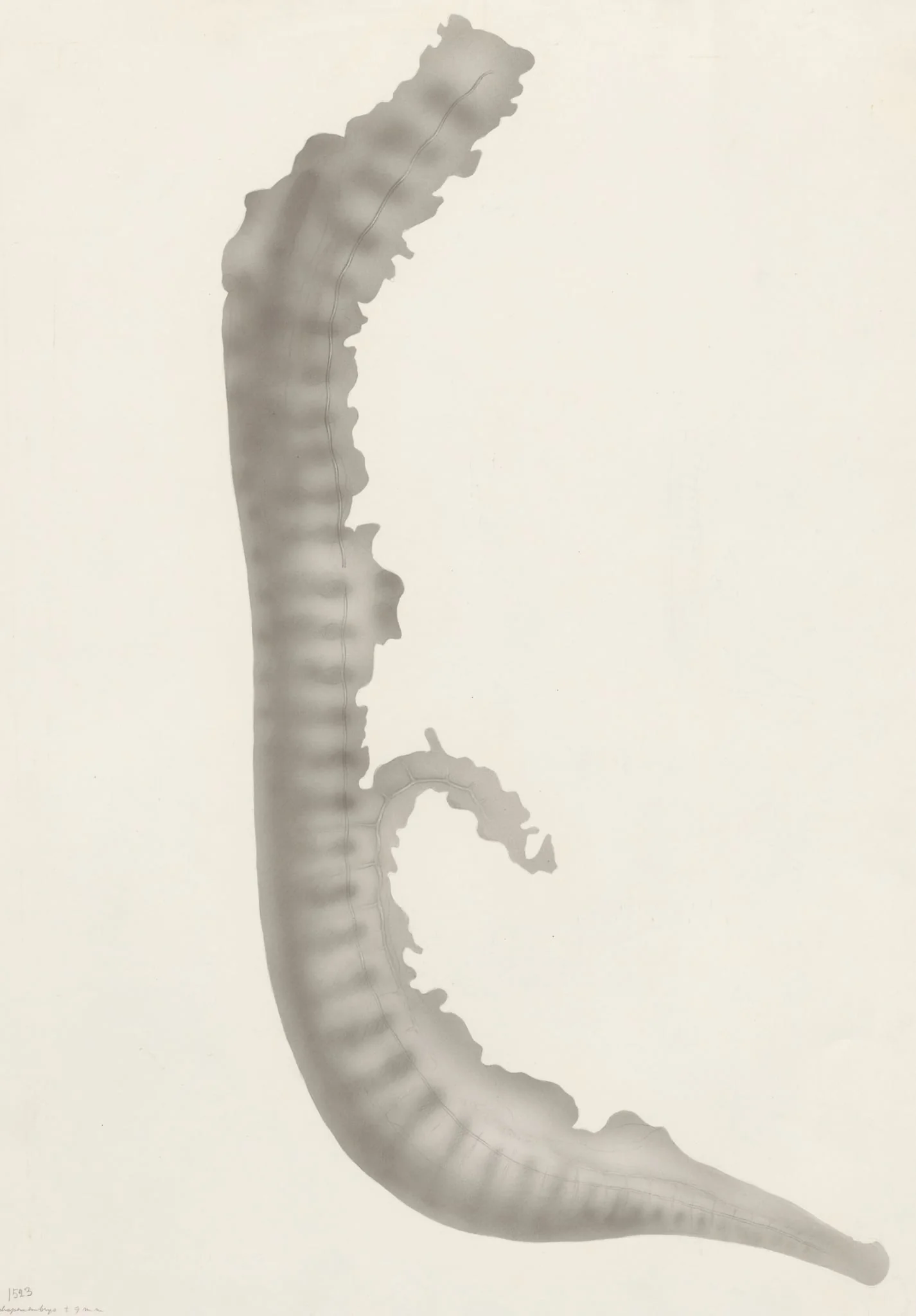 Sheep embryo, by J Tinkelenberg, 1970