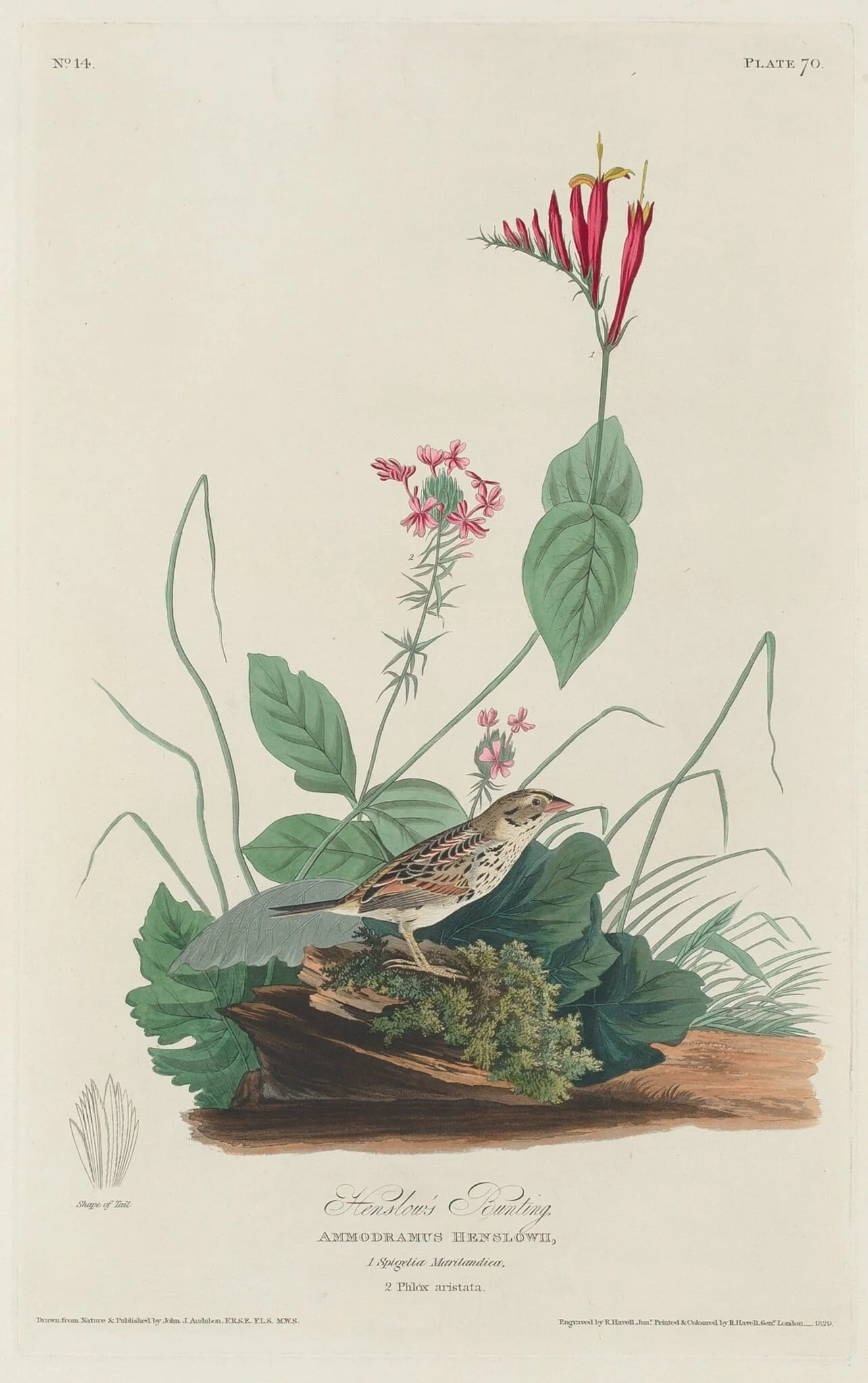 Henslow's Bunting, by Robert Havell Jr., ink, 1829
