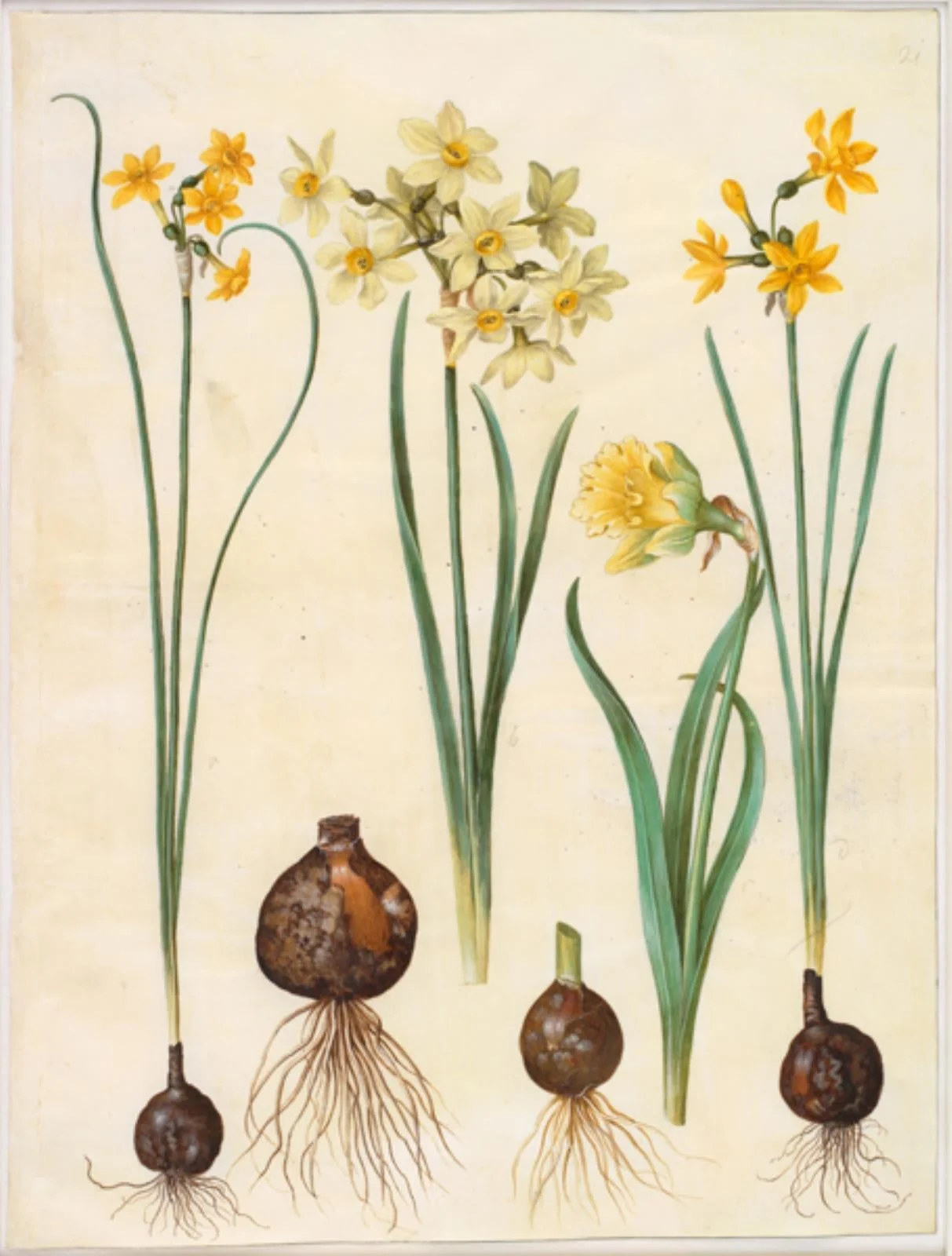 Narcissus jonquilla (siv-narcis); Narcissus tazetta aureus (guld-tazet); Narcissus pseudonarcissus bicolor (tofarvet påskelilje)