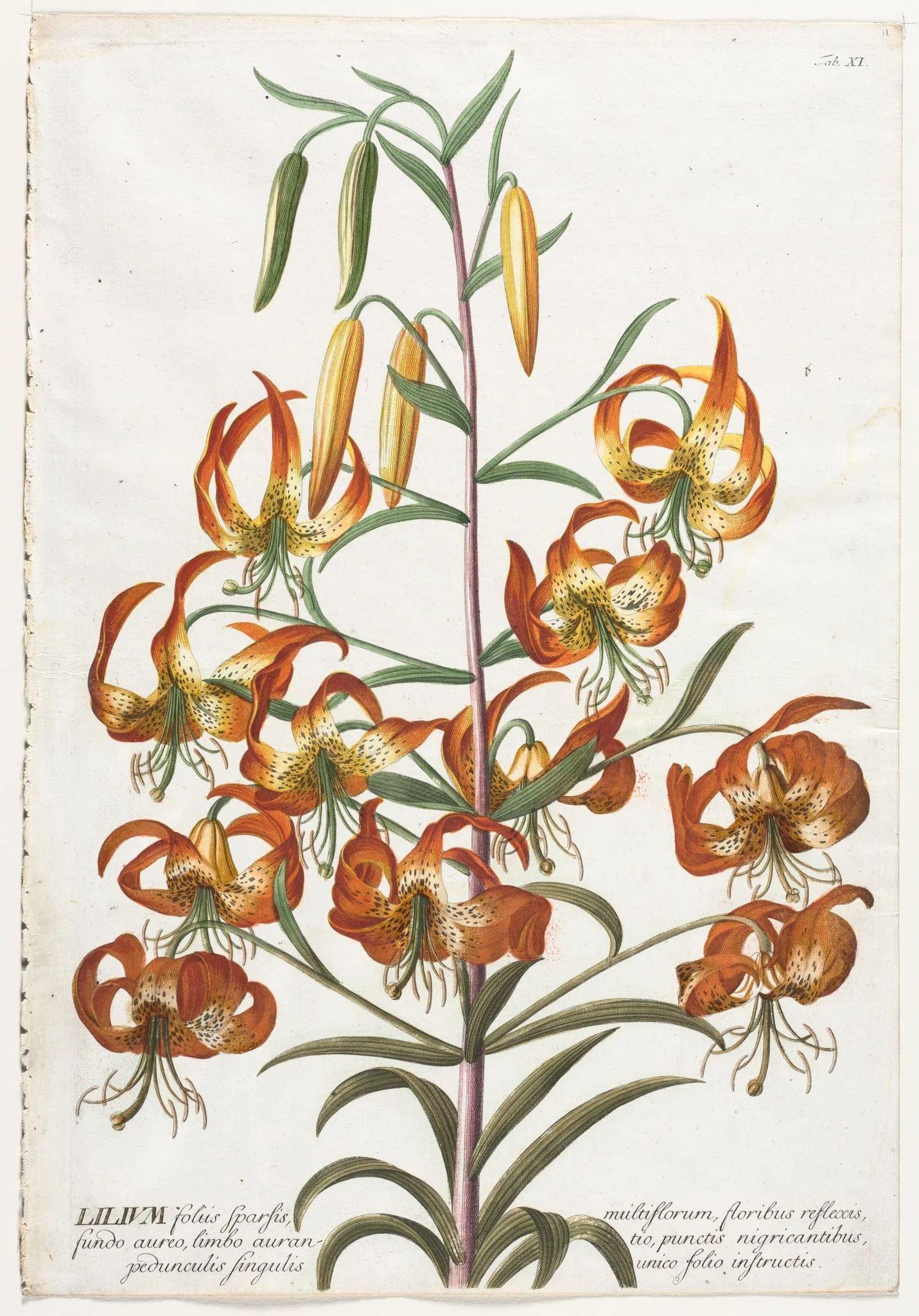 Plantae Selectae:  No. 11 - Lily, by Georg Dionysius Ehret, 1762
