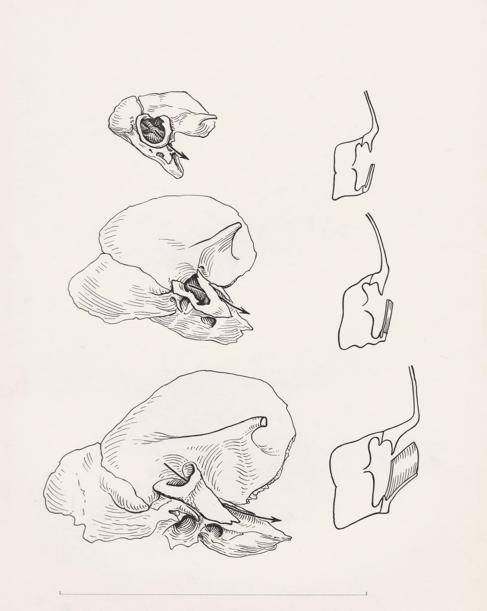 Bone structure relating to the human throat