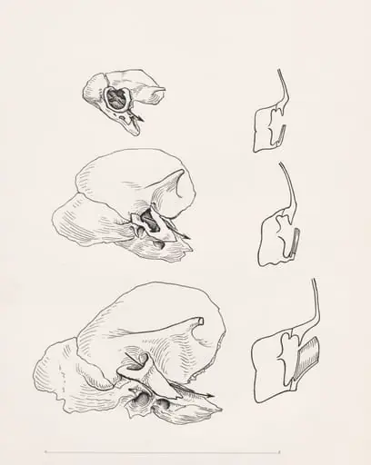 Bone structure relating to the human throat