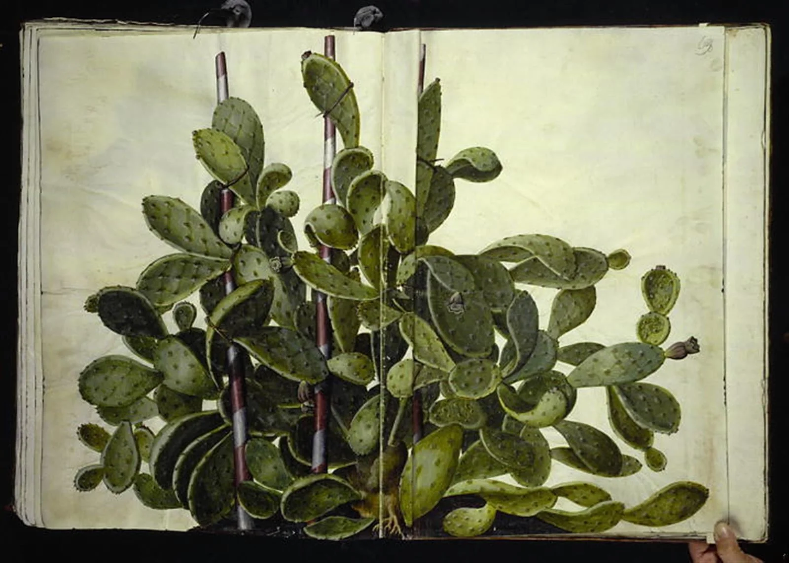 Opuntia ficus-indica, Opuntia humifusa eller Opuntia monacantha (art af figenkaktus), by Unknown, unspecified, 1654