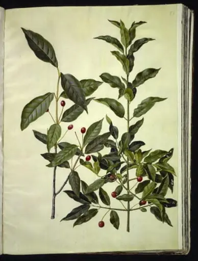 Euonymus latifolius (bredbladet benved); Euonymus europaeus (almindelig benved)