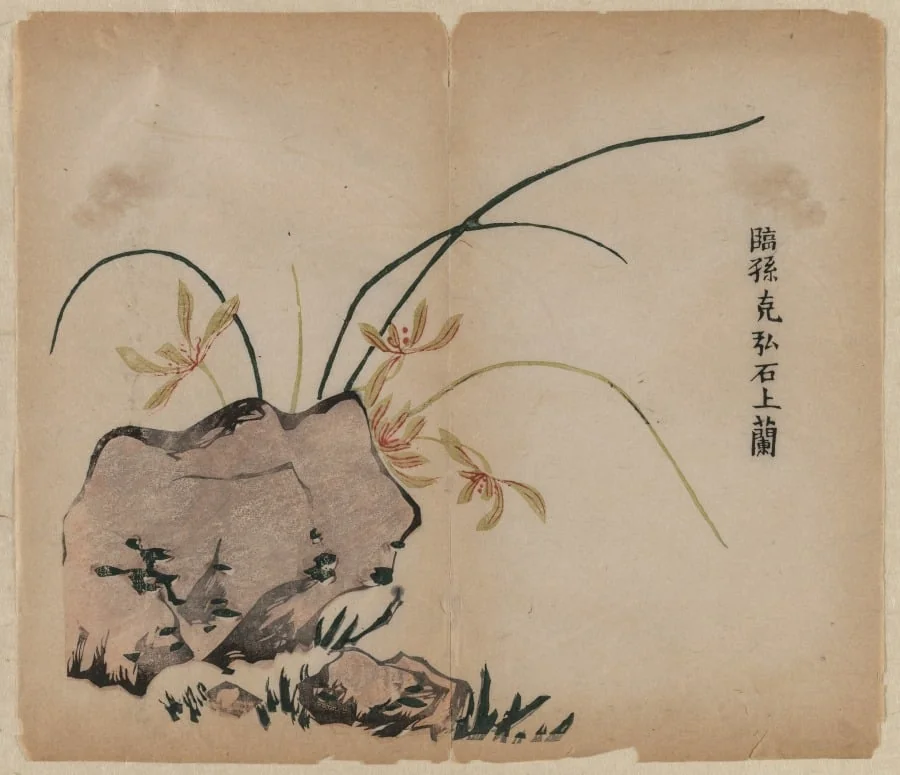 Orchid on Rocks, by Unknown, 1704