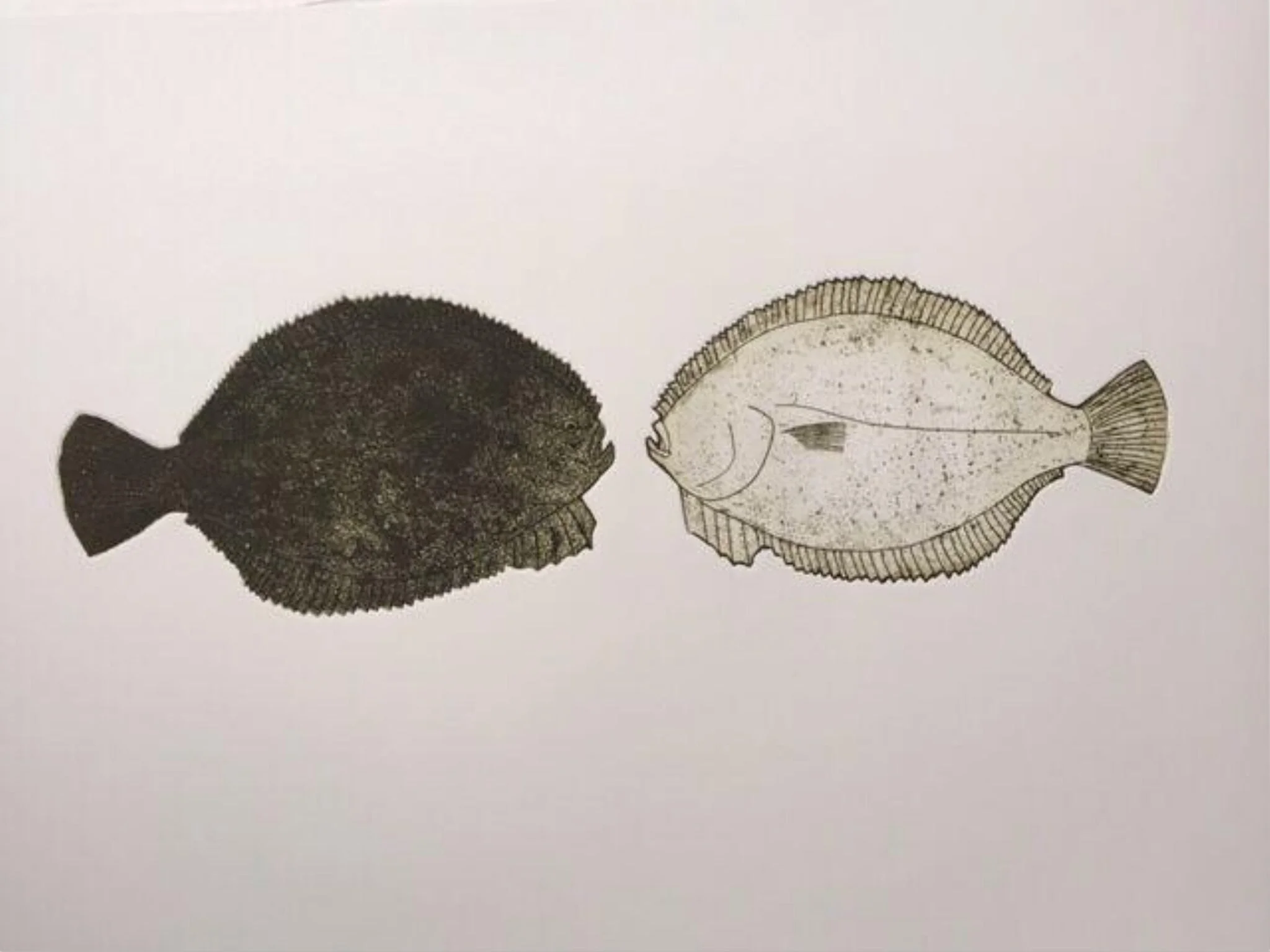 Flounder, by Bing Dawe, 2004