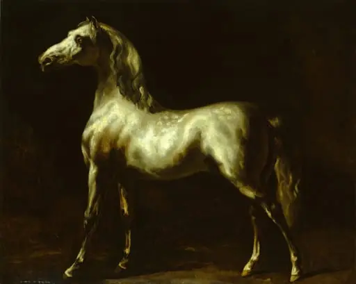 Gray Stallion