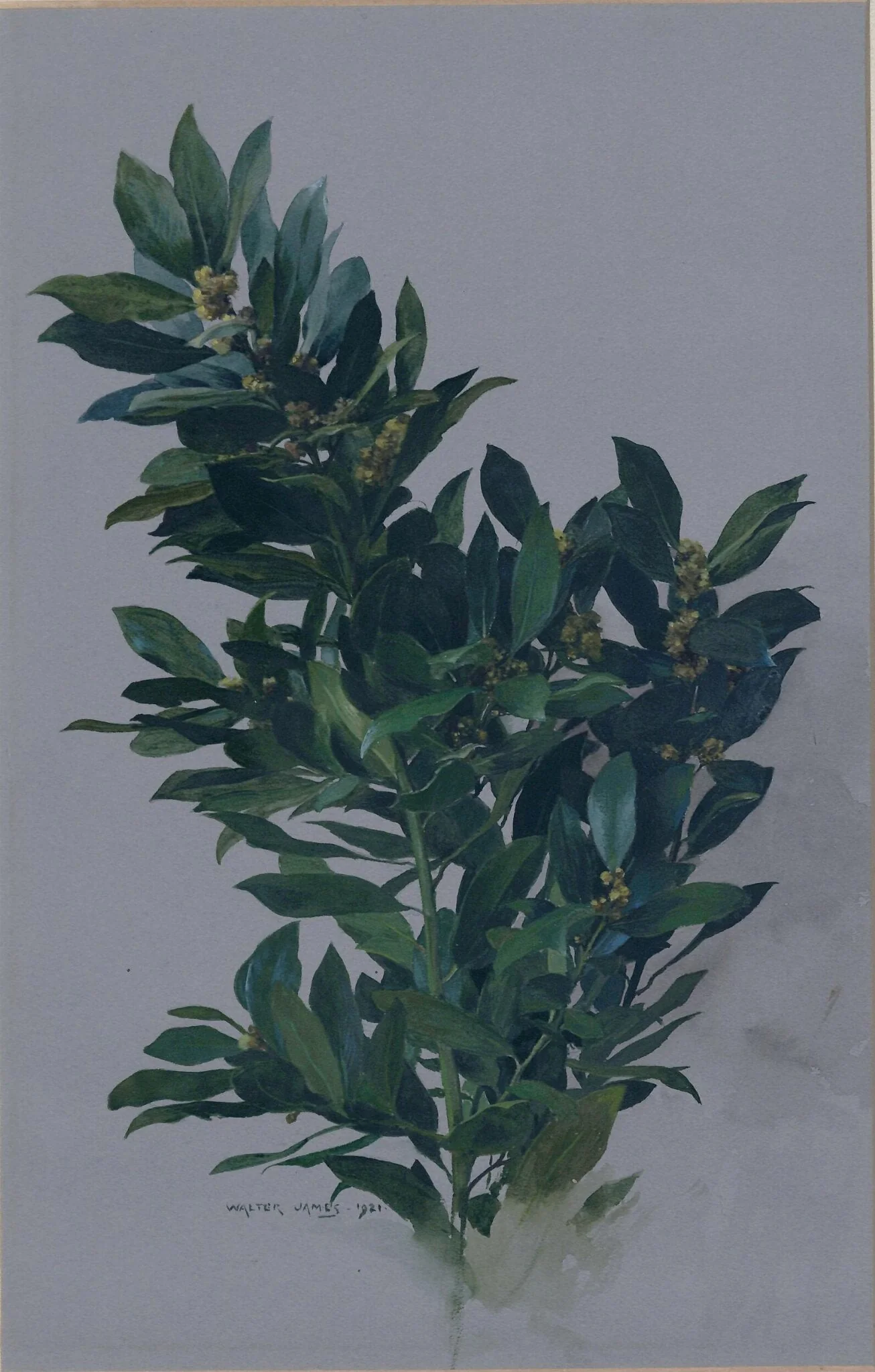 A Branch of Bay
