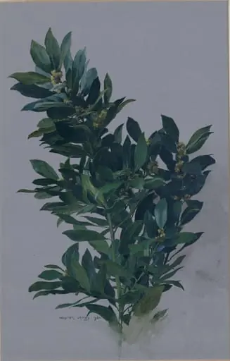 A Branch of Bay