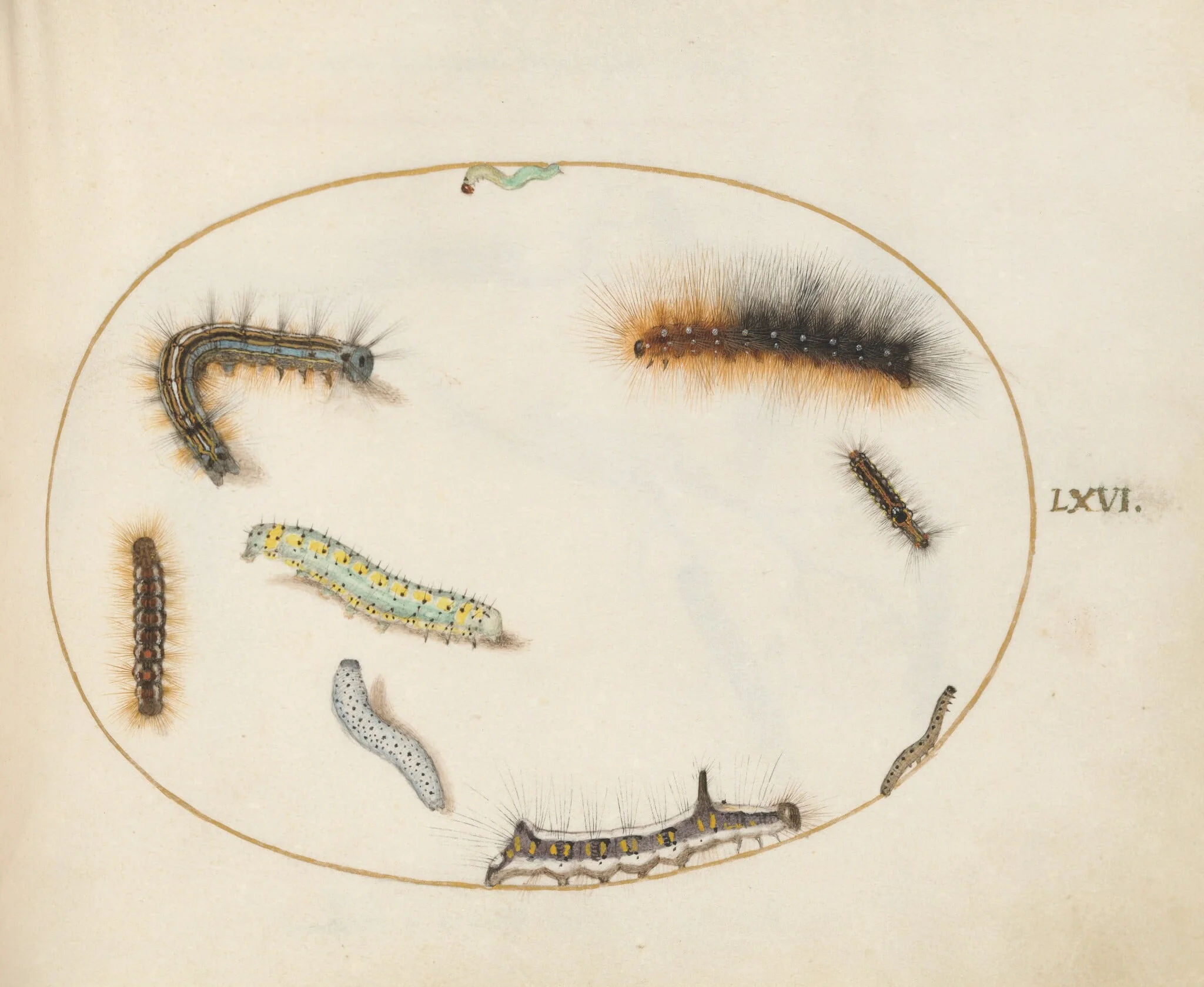 Plate 66: Lackey Moth Caterpillar, Figure of Eight Caterpillar, Grey Dagger Caterpillar, and Other Caterpillars, by Joris Hoefnagel, gouache, 1594