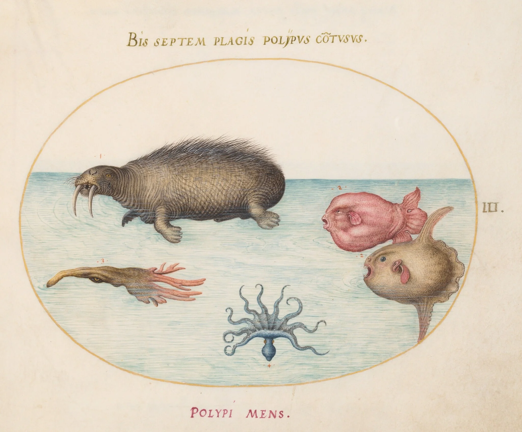 Plate 3: A Walrus, a Nine-Legged Octopus, and Ocean Sunfish, by Joris Hoefnagel, gouache, 1594