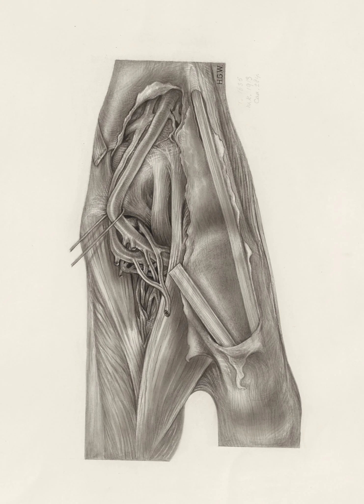 Muscular tissue of the upper extremities, by H.G, Wetselaar, 1971