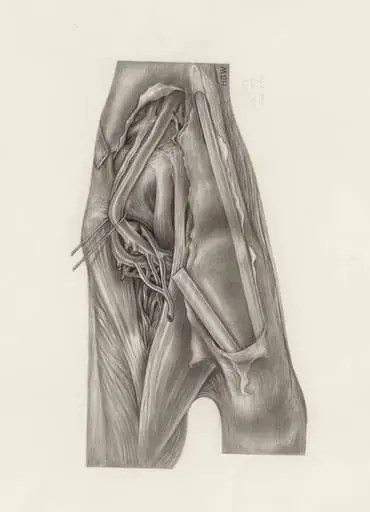 Muscular tissue of the upper extremities