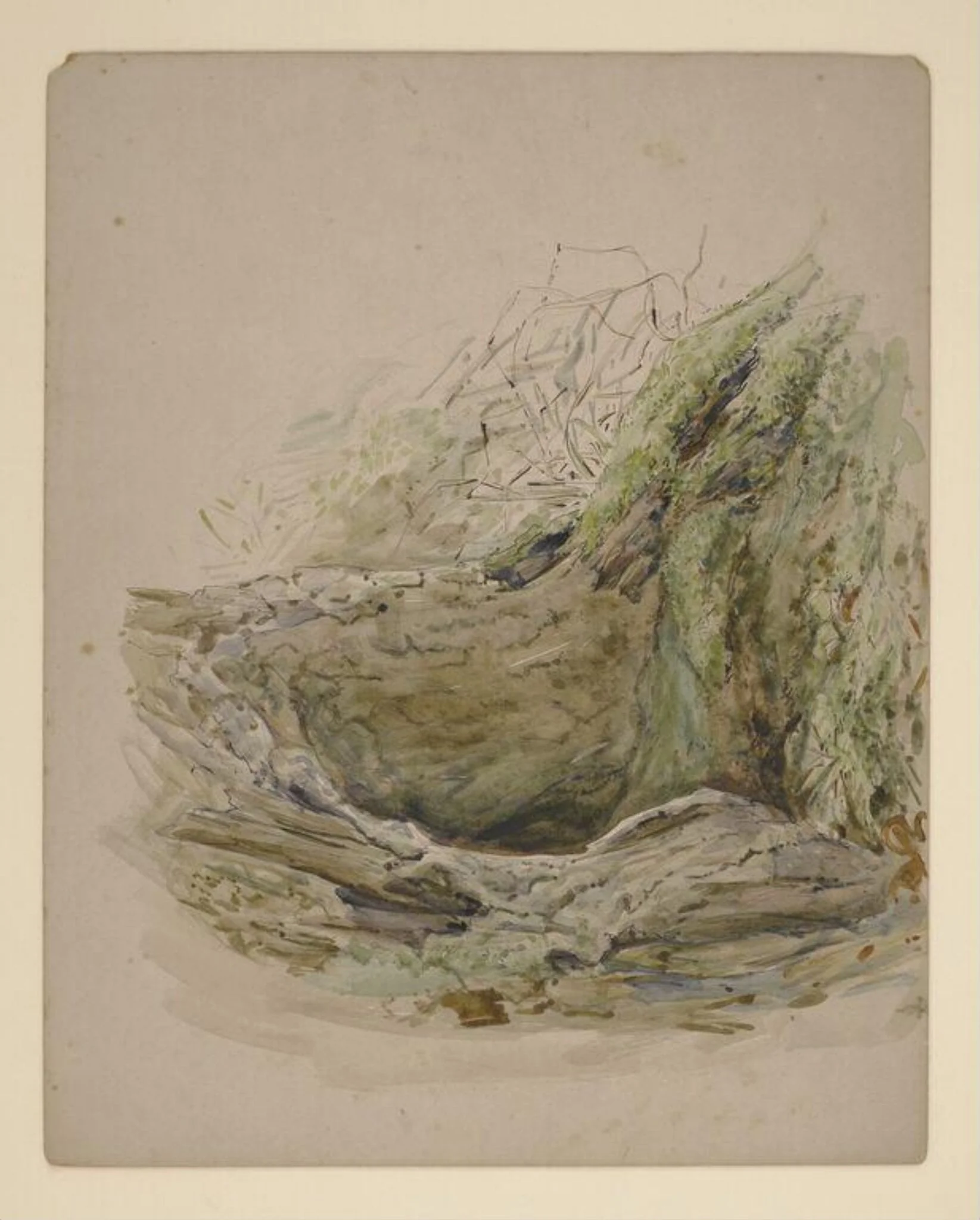 Tree hollow, by Beatrix Potter, watercolor, 1904